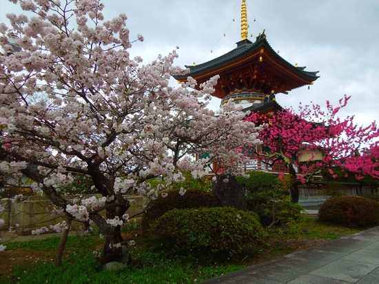 DSCN0130_R.JPG