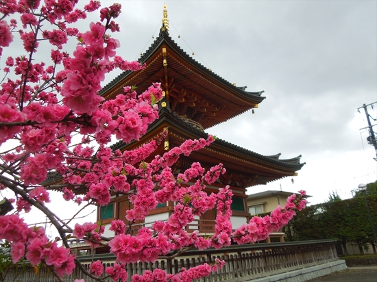 DSCN0132_R.JPG
