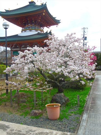 DSCN9454_R.JPG
