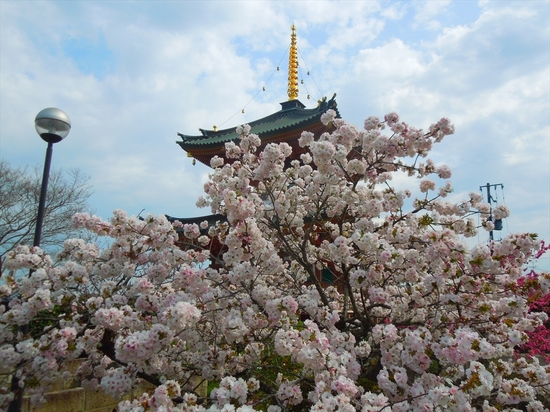 DSCN9455_R.JPG